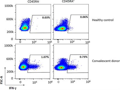 SARS-CoV-2-Specific Memory T Lymphocytes From COVID-19 Convalescent Donors: Identification, Biobanking, and Large-Scale Production for Adoptive Cell Therapy